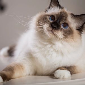 Meet your Posher, Kennedy